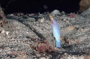 Maldives 2021 - Murene ruban - Ribbon eel  - Rhinomuraena quaesita - DSC00671_rc